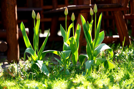 undeveloped tulips in the gardenの写真素材