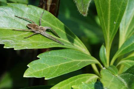 spider on a green leaf in the garden