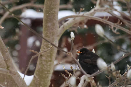 blackbird on a tree branch during a blizzard