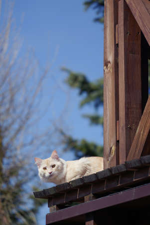 the maine coon cat looks out from the balconyの写真素材
