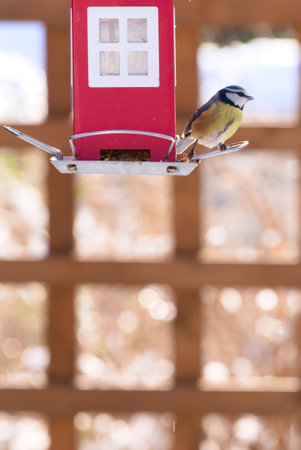 blue tit on a house shaped feederの写真素材