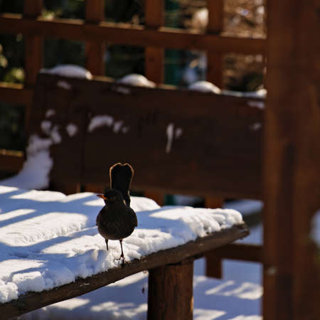 blackbird on a table covered with snow in the gardenの写真素材