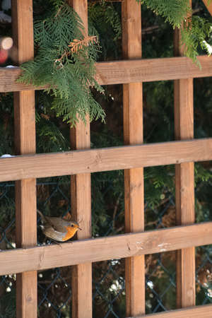robin sits on a wooden garden pergola