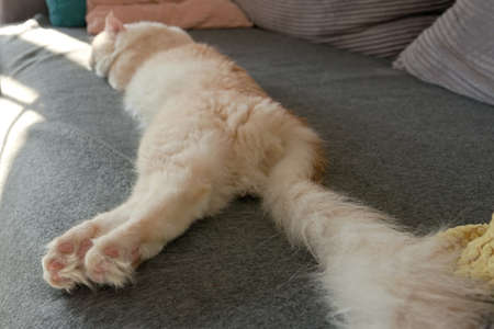Closeup of a maine coon cat footの写真素材