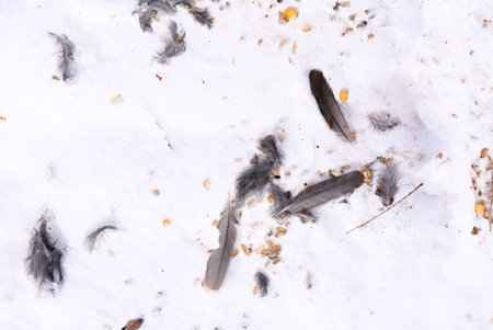 Feathers on the snow after cat attack on a birdの写真素材