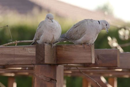 Two collared Doves on the garden roof of pergolaの写真素材