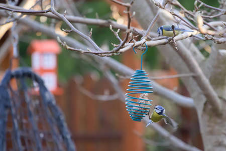 Tits eat from a feeder who hangs on a branchの写真素材