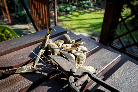 Old, metal secateur on the table in the garden