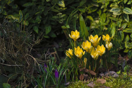 Spring garden, crocus on a green background