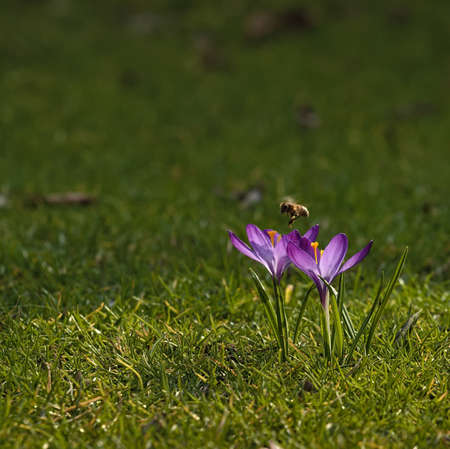Bee over purple crocuses growing in the grass
