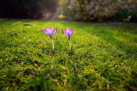 Crocus flowers on the lawn early spring in the garden