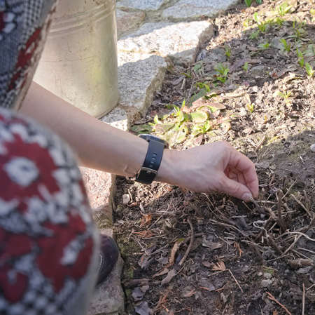 Hands of a woman working in a garden in early spring