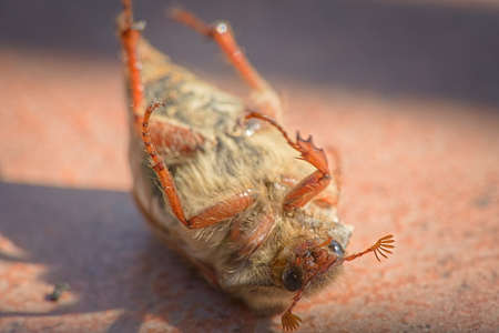 Dead CHRABLE COMMON COCKCHAFER lying on the back on the spring terrace