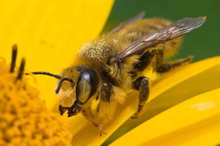leafcutter bee covered with pollen on a yellow flower