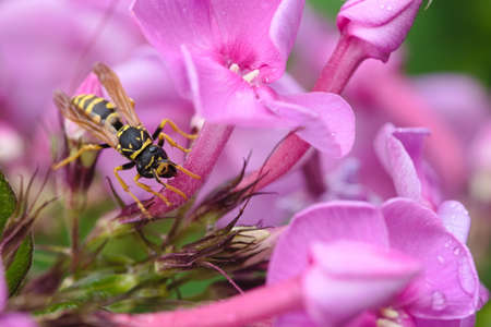 European paper wasp on the flower in the garden