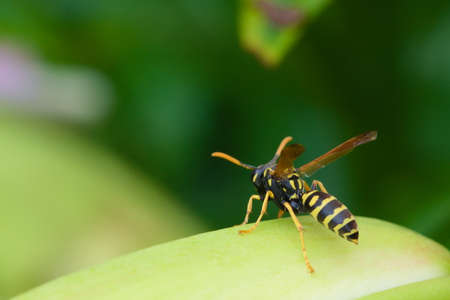 European paper wasp on the flower in the gardenの写真素材