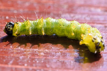 Legs of the caterpillar The Box Tree Moth lying on the board
