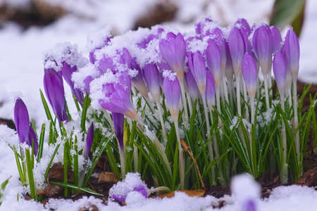 A group of violet crocuses covered with snow in the early spring in the gardenの写真素材