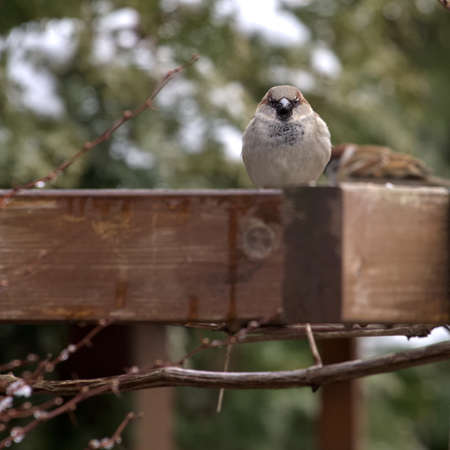 Gray sparrow in the garden in winterの写真素材