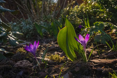 Colorful crocuses in the sun in spring in the gardenの写真素材
