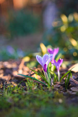 A group of violet crocuses in spring in the garden