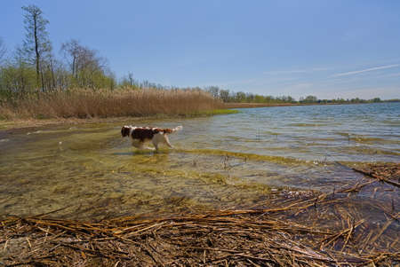 Dog splashed in a lake on a sunny day