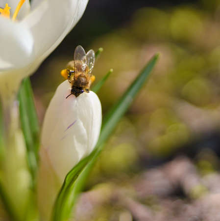 Bee on the flower of white crocus on a sunny dayの写真素材
