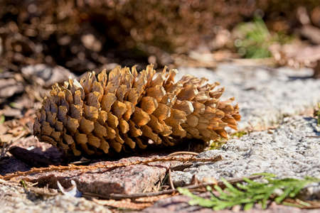 Dried cone lying on the path in the garden