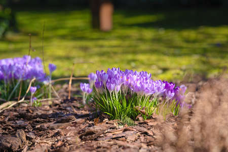 Light-violet crocus flowers on a sunny, spring day in the garden