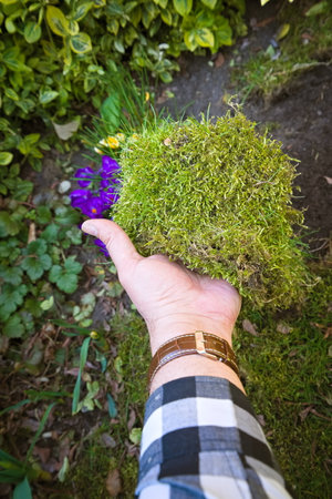 Thick moss with a lawn held in a gardener's handの写真素材