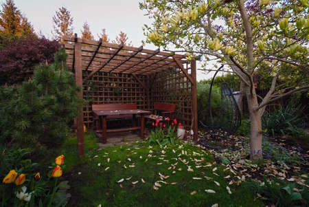 Yellow magnolia and a wooden gazebo in spring in the garden
