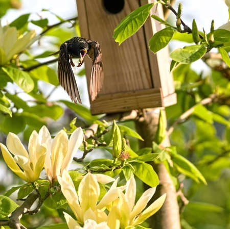 Starling flies out of birdhouse in the gardenの写真素材