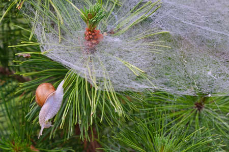 Snail on pine needles covered with cobwebs
