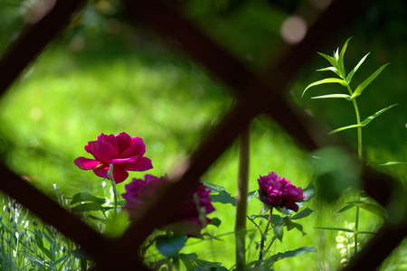 Rose flower seen by pergola in the gardenの写真素材