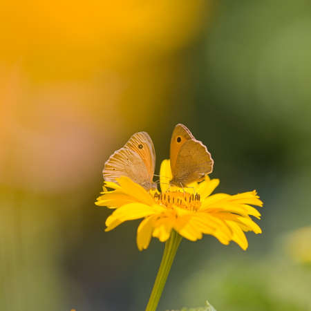 Butterfly Meadow Brown on a yellow flower in the garden in the summerの写真素材