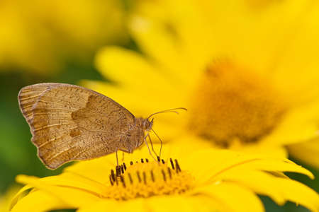 Meadow Brown butterfly on the sunflower in the garden in the summer
