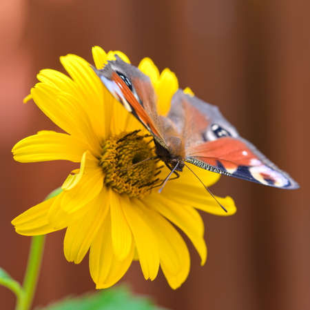 peacock butterfly on yellow flower in gardenの写真素材