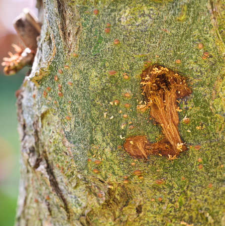 A hole in the bark of the tree made by pests