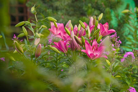 A group of pink lily in the garden in the summerの写真素材