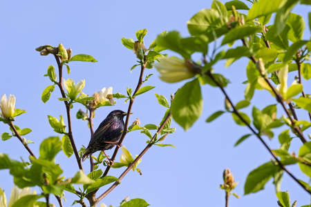 Starling on the blooming magnolia in the gardenの写真素材