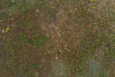 Dried meadow in the summer