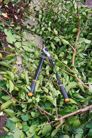 A large pruning shed on a pile of cut branches