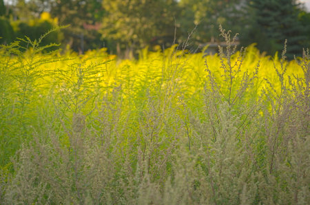 Meadow with yellow flowers in the summerの写真素材