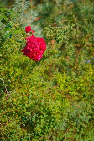 Red rose bush in the garden in the summerの写真素材