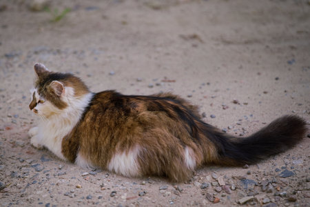 fluffy cat lies on a sandy country roadの写真素材