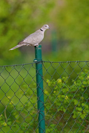 pigeon sitting on a fence postの写真素材