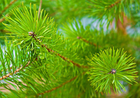 Close-up of pine twigs. Nice background.