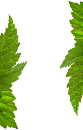 Green Leaves on White. Isolation.の写真素材