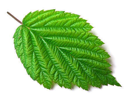raspberry leaf on a white background
