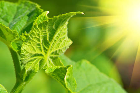 Cucumber leaf close-up. Nice background.